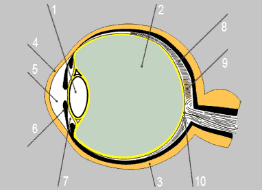 устройство глаза человека
